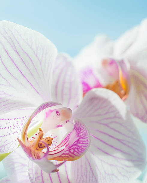 Orchidee bianche e rosa su sfondo blu vene - foto stock