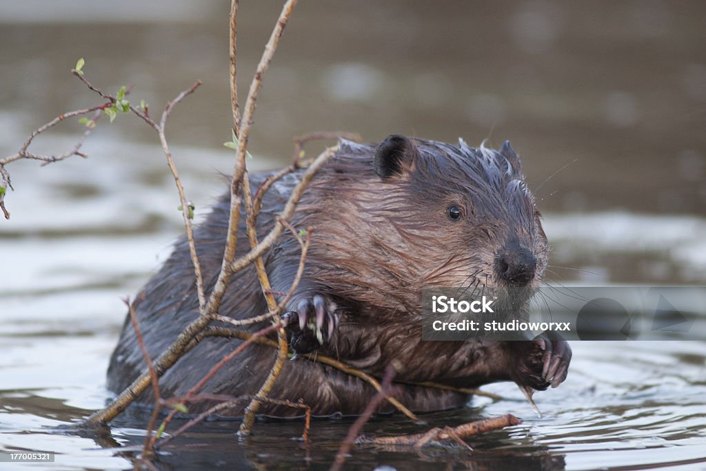 beaver in water beaver in water leaning on a branch Animal Hand Stock Photo