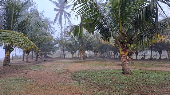 Date palm grove in the tropics