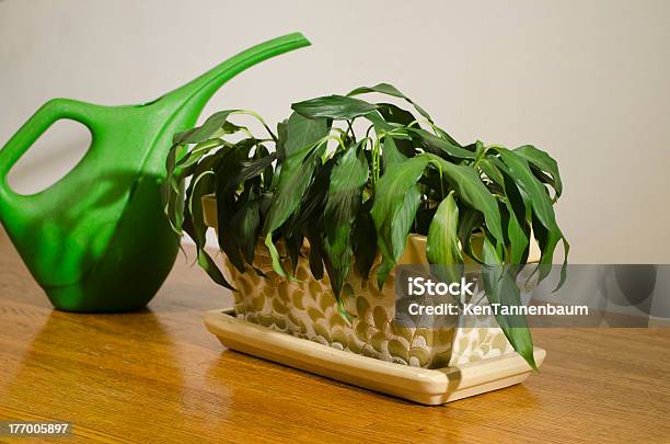 Wilted House Plant With Pitcher Stock Photo - Download Image Now - Houseplant, Wilted Plant, Drooping