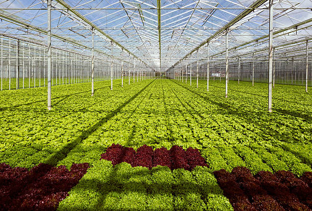 lettuce in greenhouse stock photo