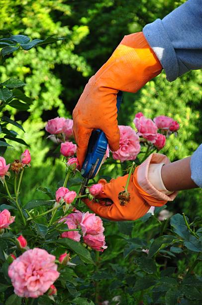 A woman clipping some roses in her garden stock photo