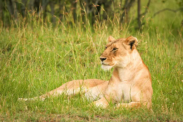 "Lion in the grass, Masai Mara, Kenya"