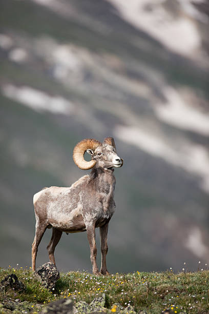 istock Male Big horn sheep in Rocky Mountains 177006318