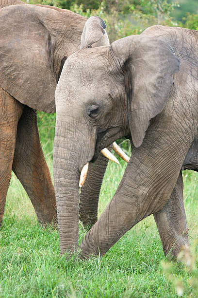 istock Elephant in the grass, Masai Mara, Kenya 177006485