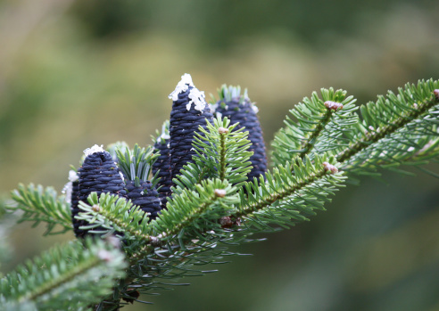The Distinctive Pine Cones of the Korean Fir Tree.