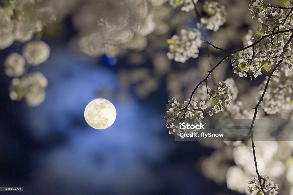 Pear Flower & Moon A pear tree blossom in the spring. Moon Stock Photo