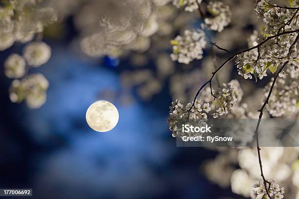 Pear Flower Moon Stock Photo - Download Image Now - Moon, Backgrounds, Beauty In Nature