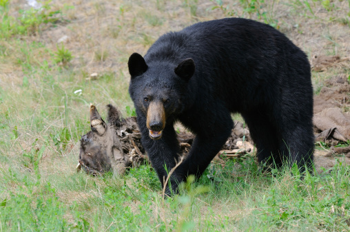 Hungry Black Bear Looking for Food in Alcan Highway