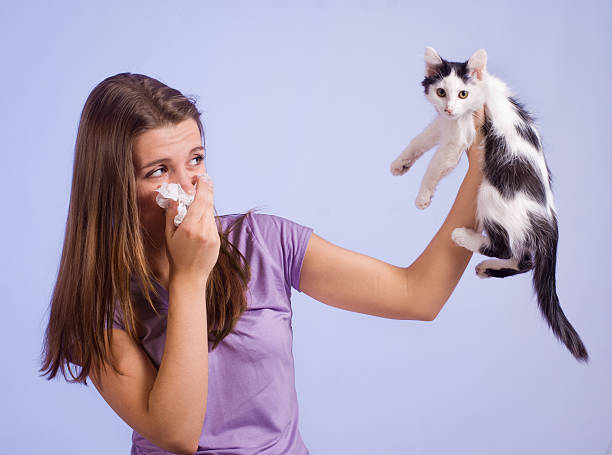 allergic to cats stock photo