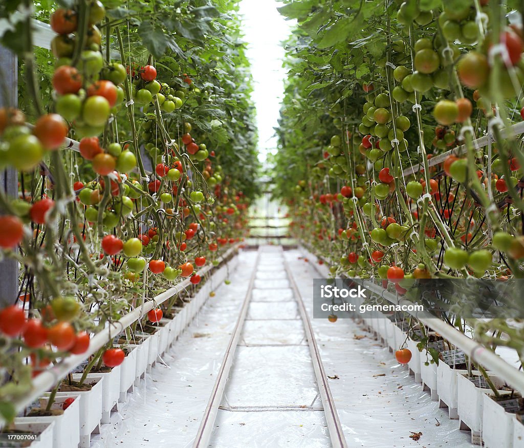 Tomates - Foto de stock de Tomate libre de derechos