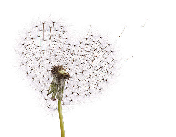 istock old dandelion heart shape and flying seeds 177007442