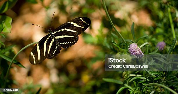 Mariposa Cebra De Alas Largas Standing En Flor En El Jardín Foto de stock y más banco de imágenes de Abstracto