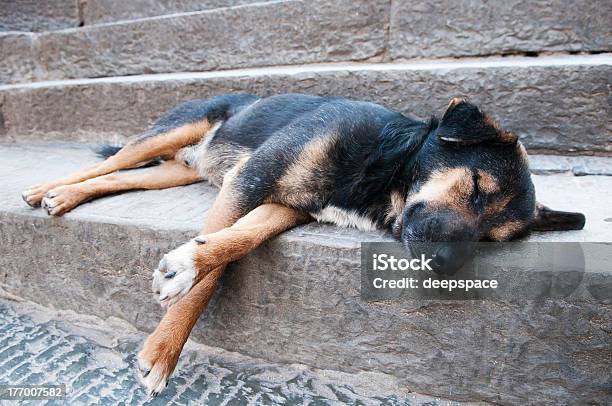 Stray Dog Stock Photo - Download Image Now - Animal, Animal Body, Catching