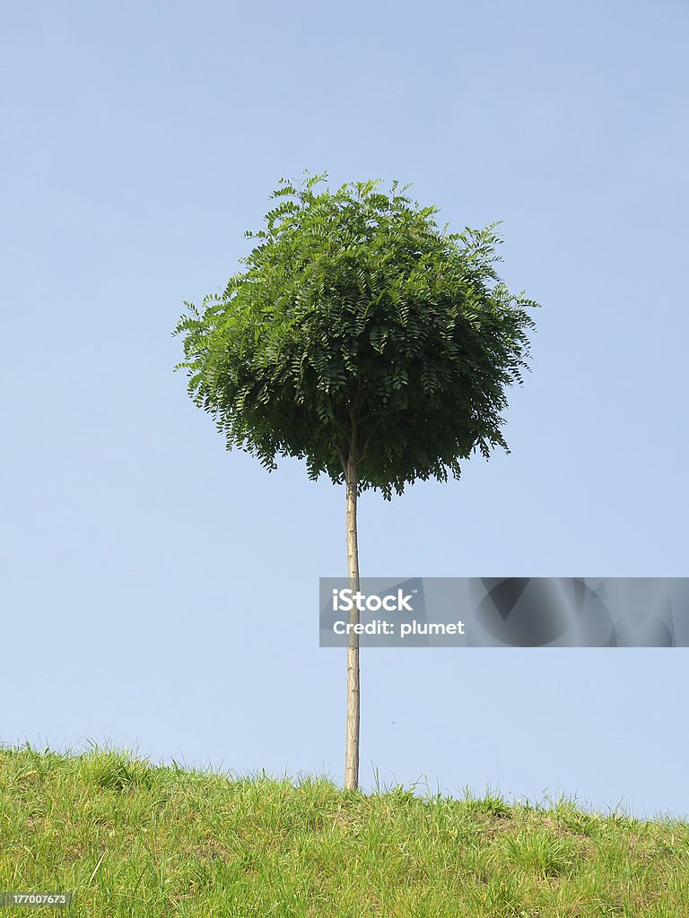 Robinia "Little tree, grass and sky" Acacia Tree Stock Photo
