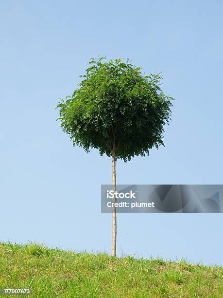Robinia Stock Photo - Download Image Now - Acacia Tree, Flower, Grass