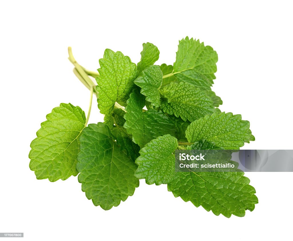 A sprig of green lemon balm leaves Lemon balm sprig isolated on white Lemon Balm Stock Photo