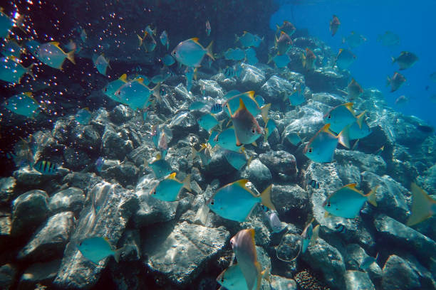 istock small fishes in the red sea 1770078441