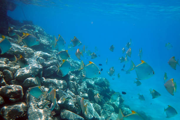 istock small fishes in the red sea 1770078445