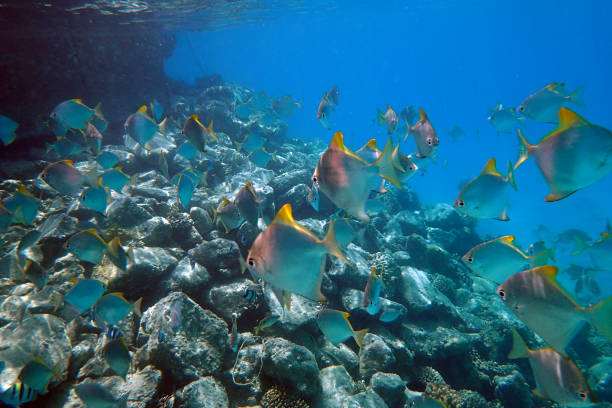 istock small fishes in the red sea 1770078469
