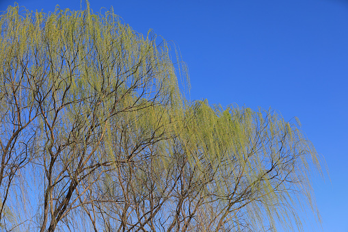 Willow canopy in the background of blue sky