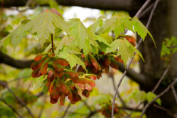Maple Seeds Colorful seed pods on a maple tree maple keys maple tree seed tree stock pictures, royalty-free photos & images