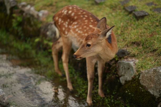 istock Deer on green lawn in a park 1770080164