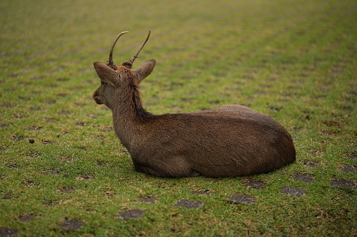 A stag with big horns