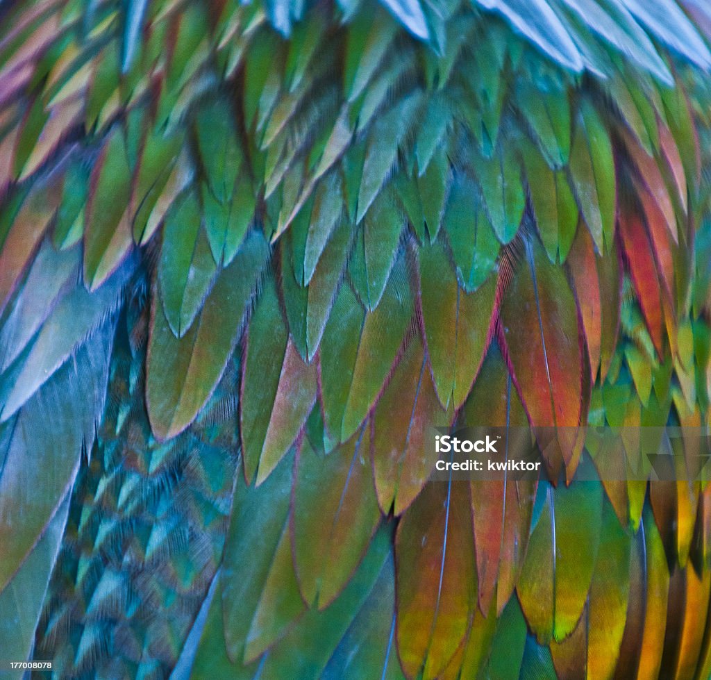 Pombo de Nicobar feathern padrão - Royalty-free Animal Foto de stock