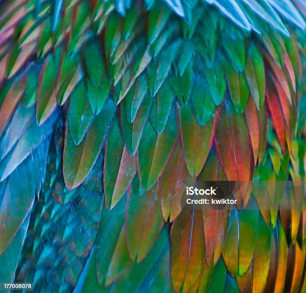 Pombo De Nicobar Feathern Padrão - Fotografias de stock e mais imagens de Animal - Animal, Azul, Colorido