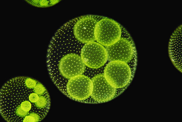 istock Volvox aureus daughter colonies grow within main colony 177008113