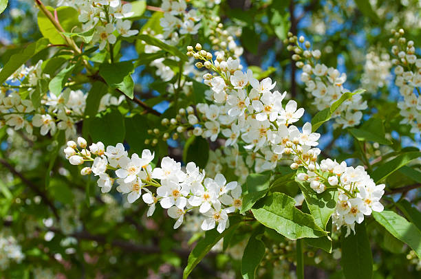 istock Branch of blossoming bird cherry 177008147