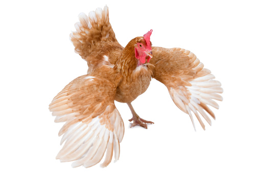 Pollo con alas desplegadas sobre fondo blanco photo
