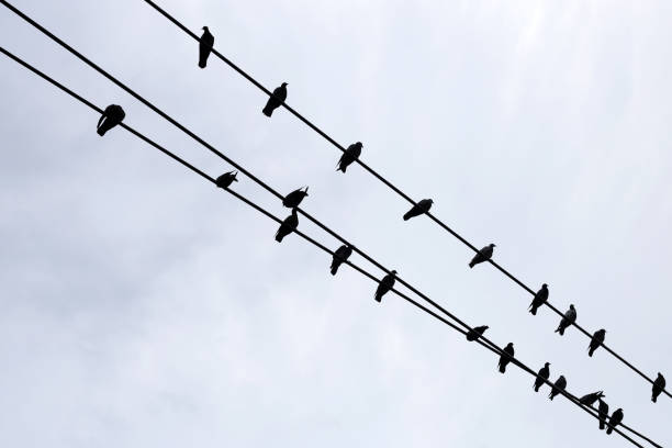 istock Silhouette birds on wire cable against blue sky 1770084527