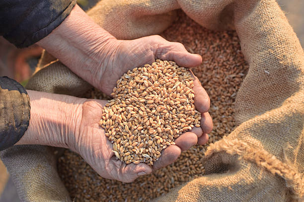 blé et les mains du vieux paysan - seed human hand wheat cereal plant photos et images de collection