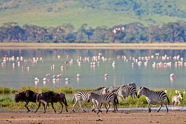 zebre e wildebeests nel cratere di ngorongoro - burchellii foto e immagini stock