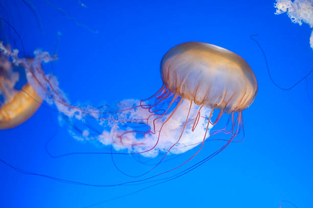 istock Chrysaora fuscescens jellyfish 177008935