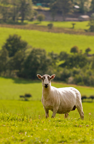 Single sheep on hill, grazing stock photo