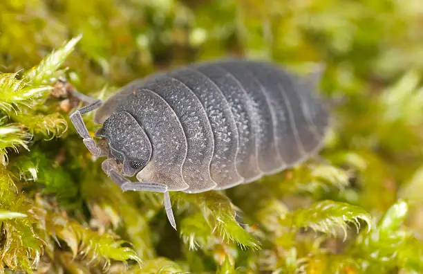 "Woodlouse sitting on moss, extreme close-up with high magnification"