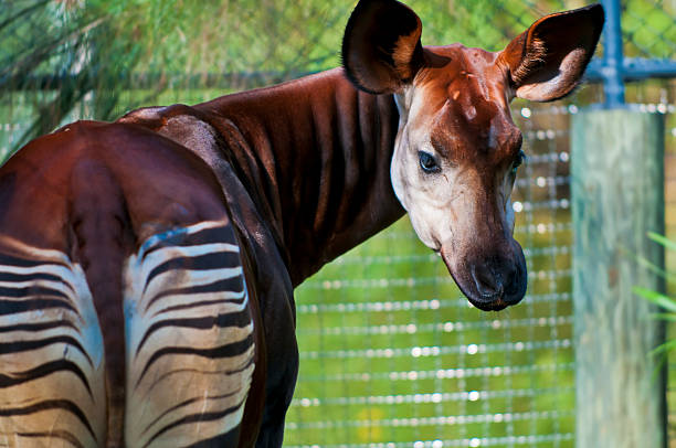 okapi "Okapia johnstoni, giraffid artiodactyl mammal in Central Africa" Okapi stock pictures, royalty-free photos & images