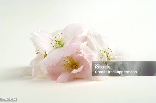 Kwiat Wiśni - zdjęcia stockowe i więcej obrazów Bez ludzi - Bez ludzi, Biały, Dekoracja