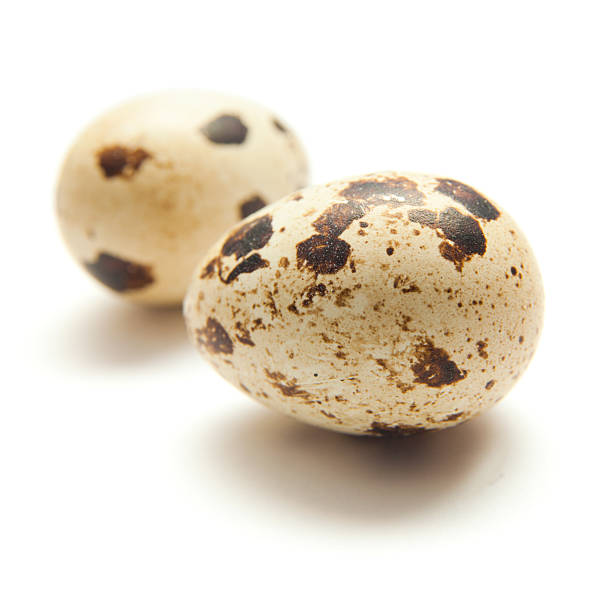 quail eggs quail eggs on white surface quail egg animal egg spotted raw stock pictures, royalty-free photos & images