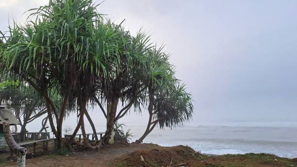 istock Pandanus trees on coconut beach, south bengkulu, indonesia 1770093061