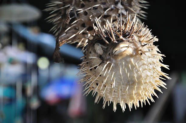 istock Souvenir Puffer Fish Hanging at a Market Stall 177009314
