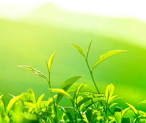 istock Close up of green tea leaf shoots  177009371