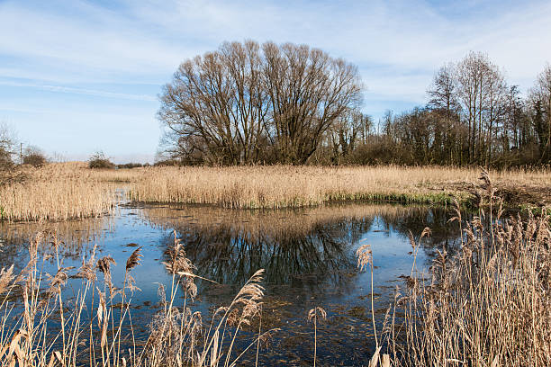 istock Rushes in Lincolnshire 177009380