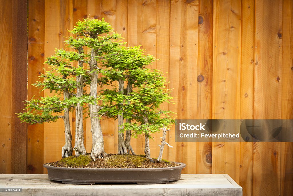 Bald Cypress Bonsai Tree Forest Against Wood Fence Beautiful Bald Cypress Bonsai Tree Forest Against A Wood Fence. Asia Stock Photo