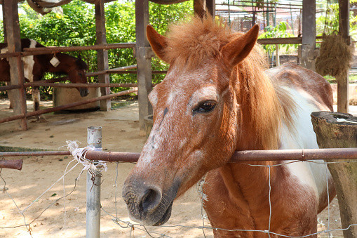 Horse in the corral at the farm,Thailand.