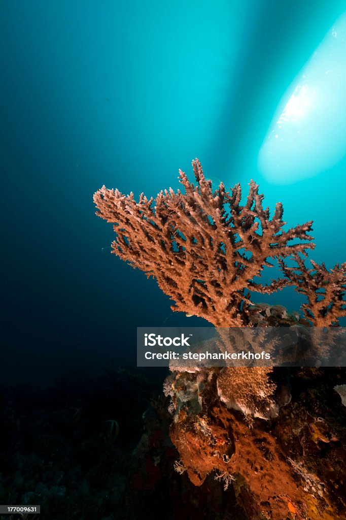 Acropora tropical y corales en el Mar Rojo. - Foto de stock de Agua libre de derechos