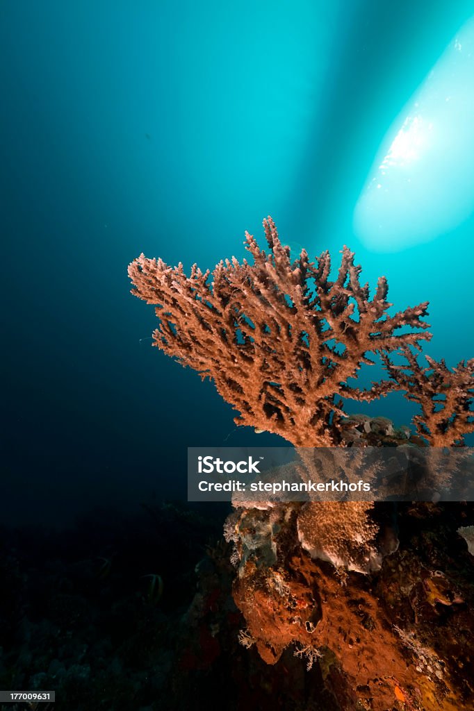 Acropora и тропический рифа в Красном море. - Стоковые фото Без людей роялти-фри